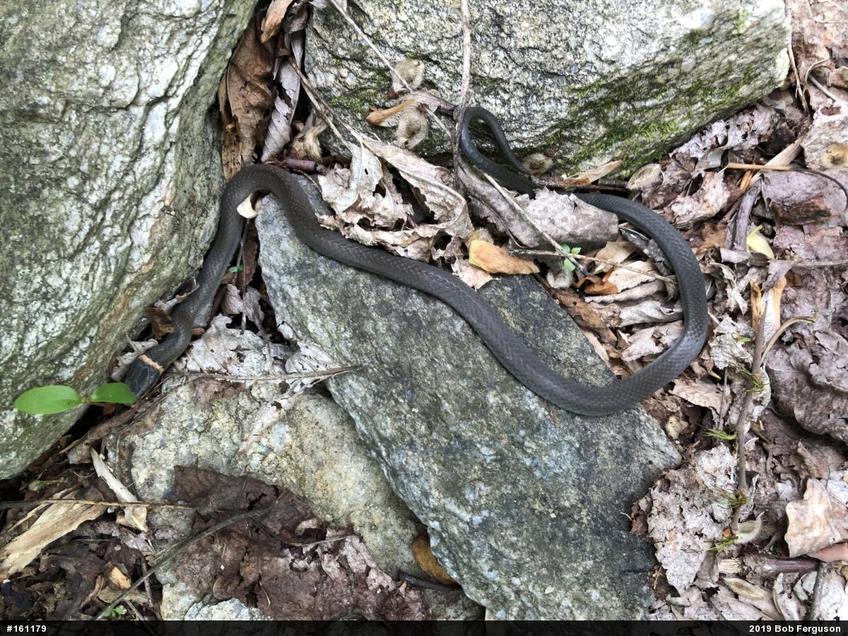 Northern Ring-necked Snake