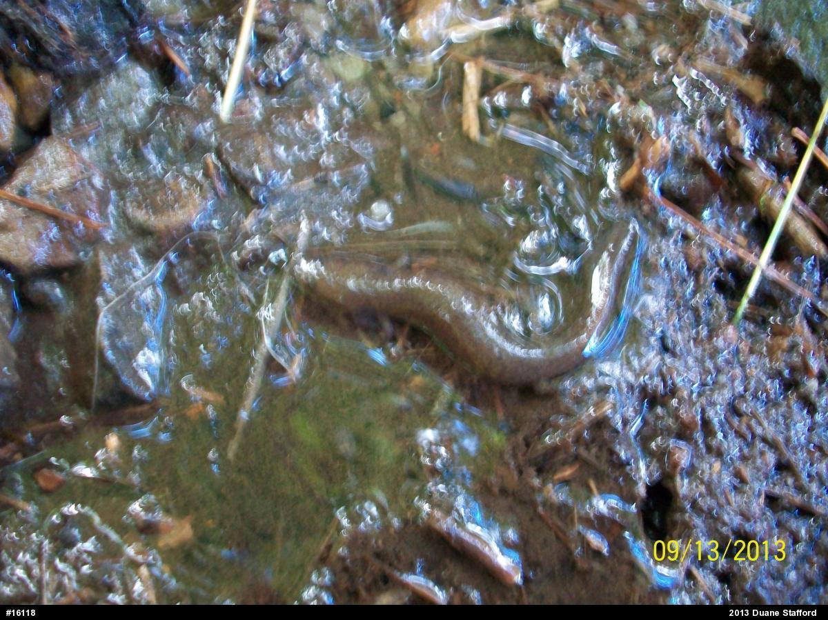 Northern Spring Salamander