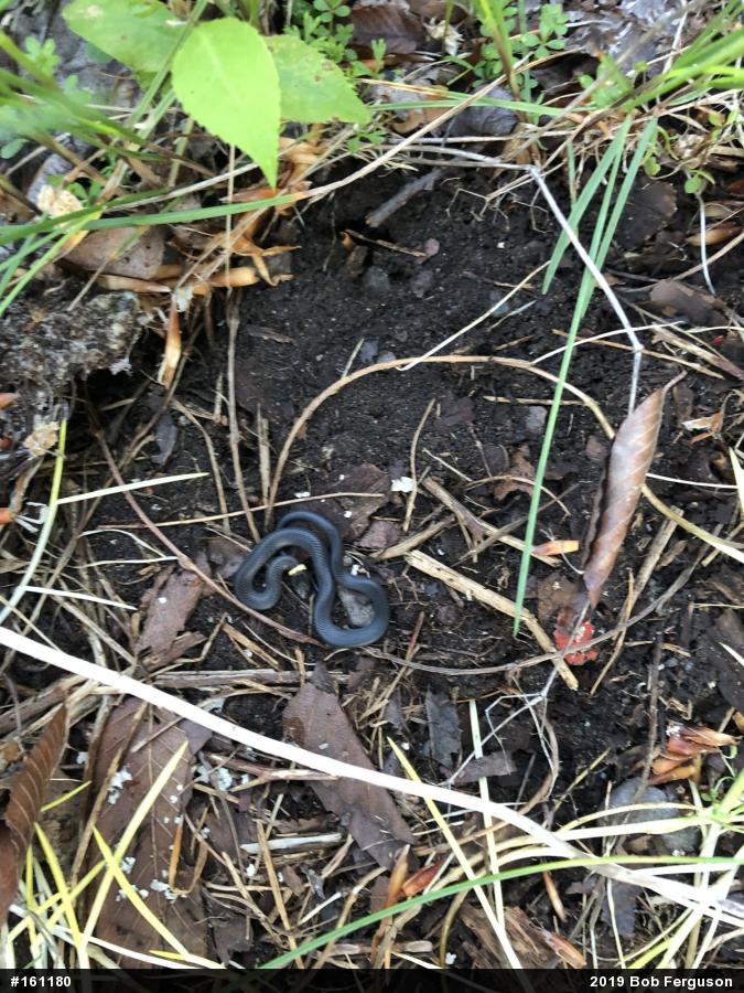 Northern Ring-necked Snake