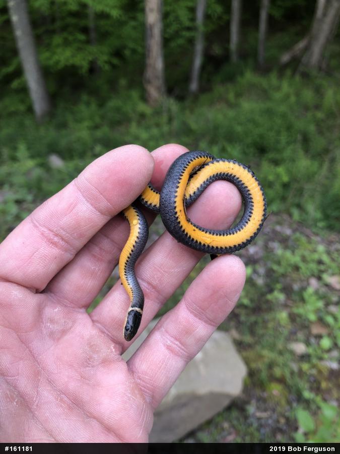 Northern Ring-necked Snake