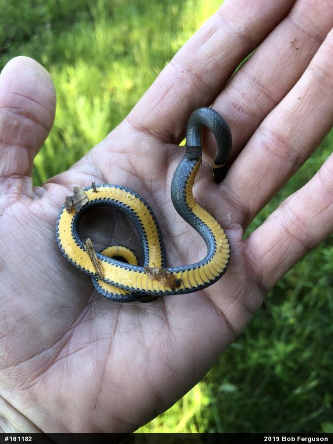 Northern Ring-necked Snake