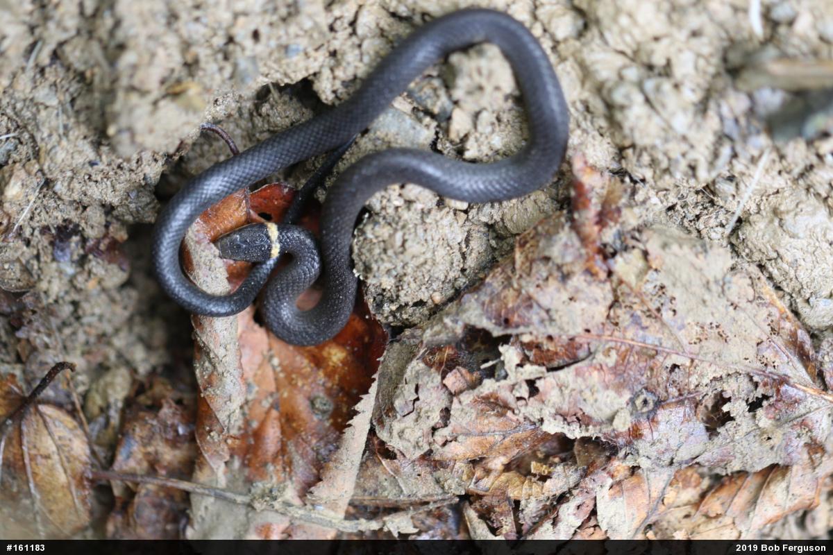 Northern Ring-necked Snake