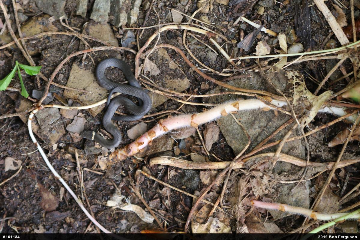Northern Ring-necked Snake