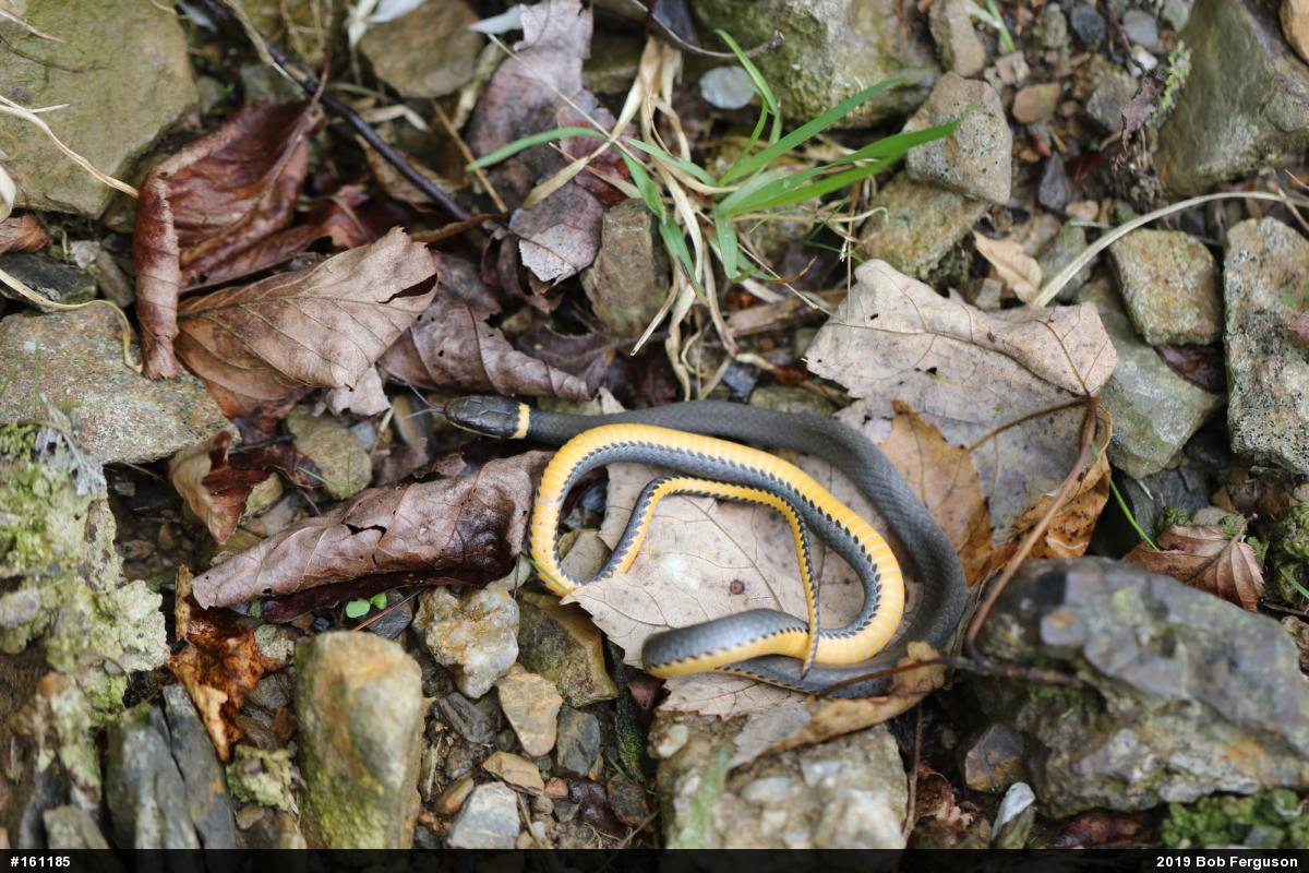 Northern Ring-necked Snake