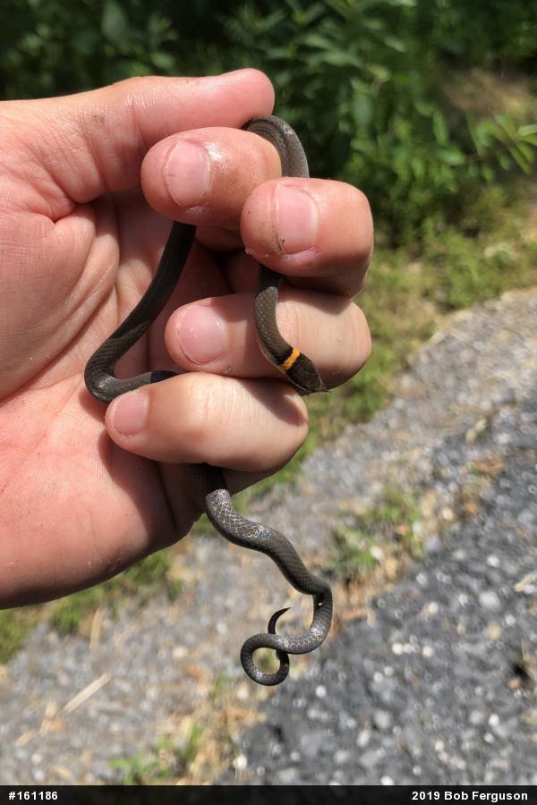 Northern Ring-necked Snake