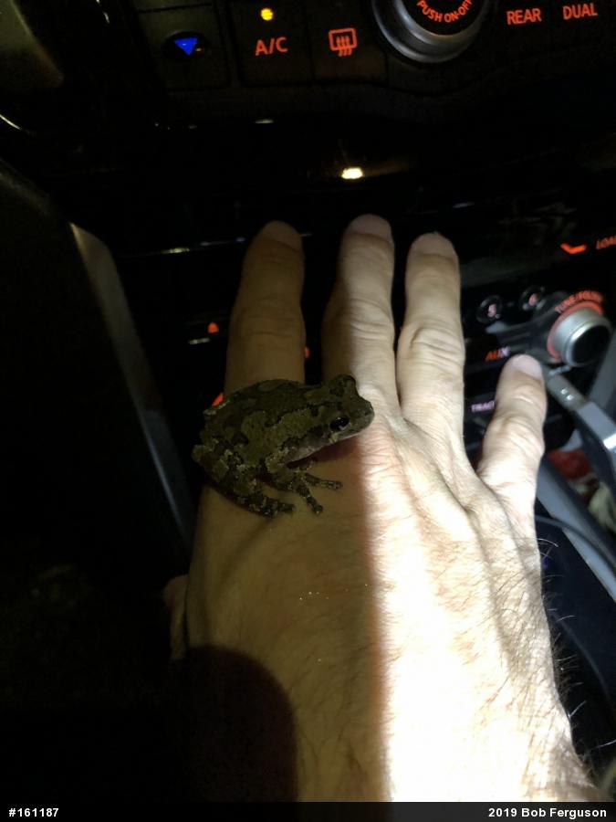 Unknown Gray Treefrog