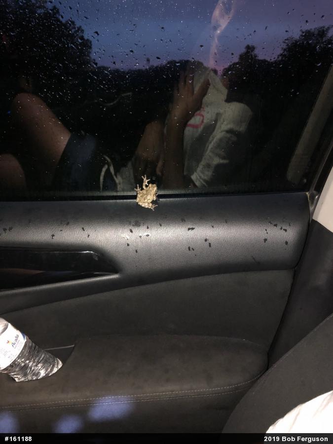 Unknown Gray Treefrog