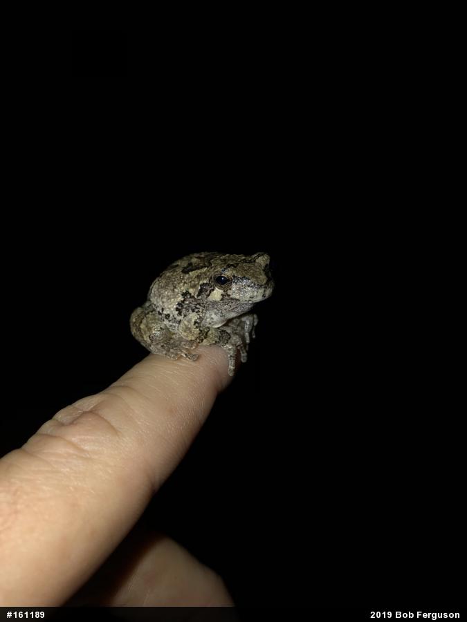 Unknown Gray Treefrog