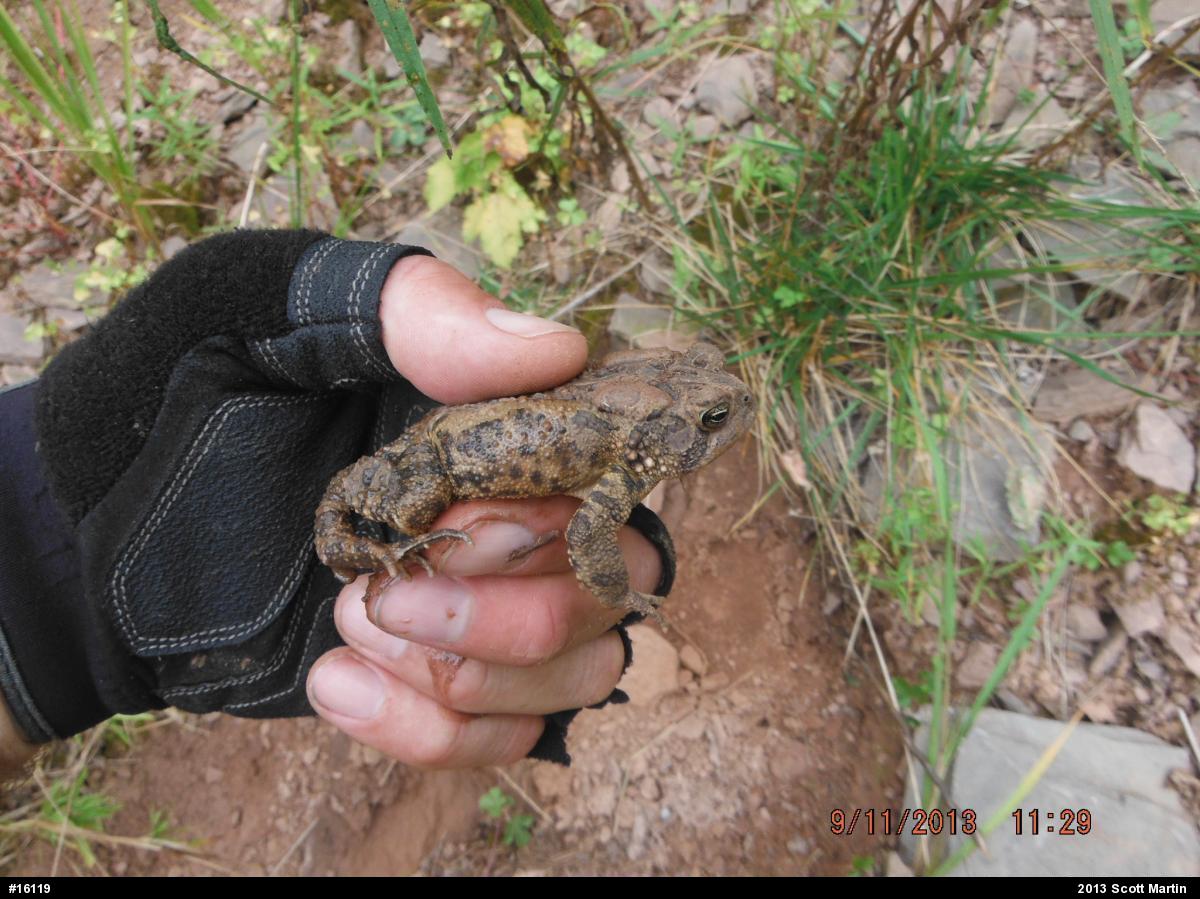 Eastern American Toad
