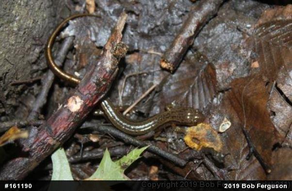 Northern Two-lined Salamander