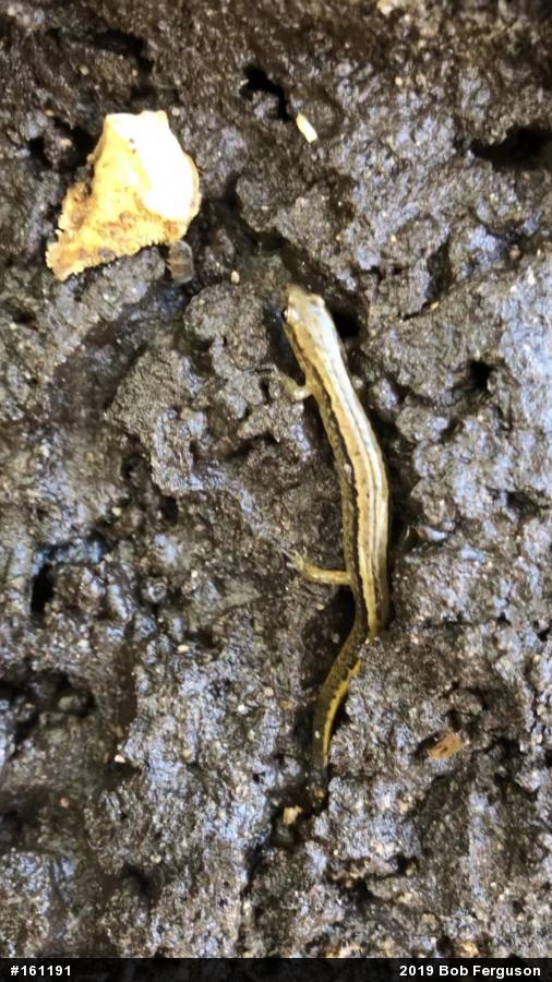 Northern Two-lined Salamander