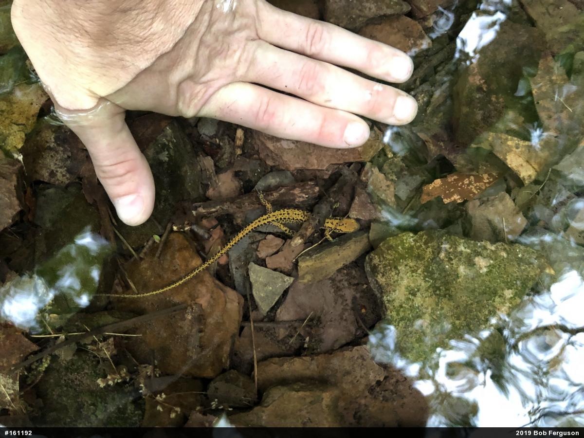 Eastern Long-tailed Salamander
