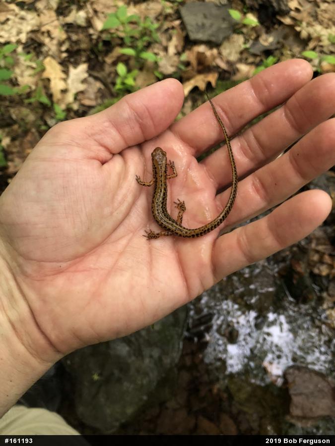 Eastern Long-tailed Salamander