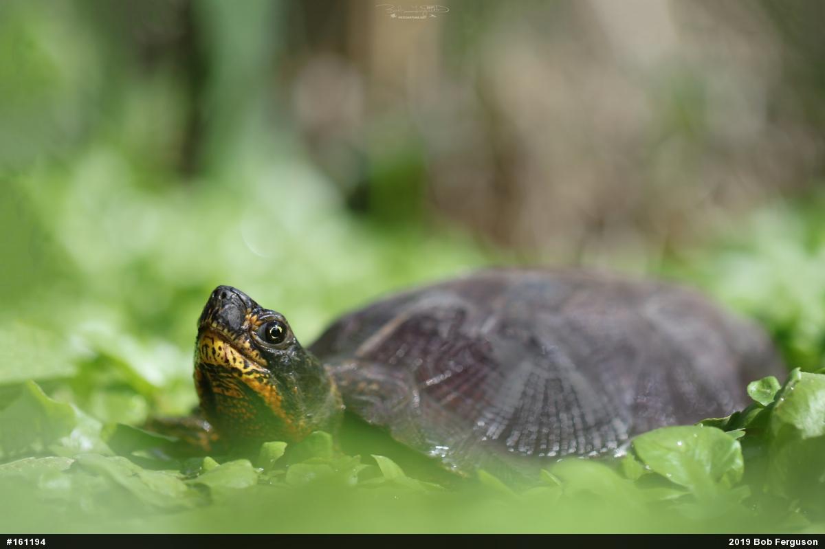 Wood Turtle
