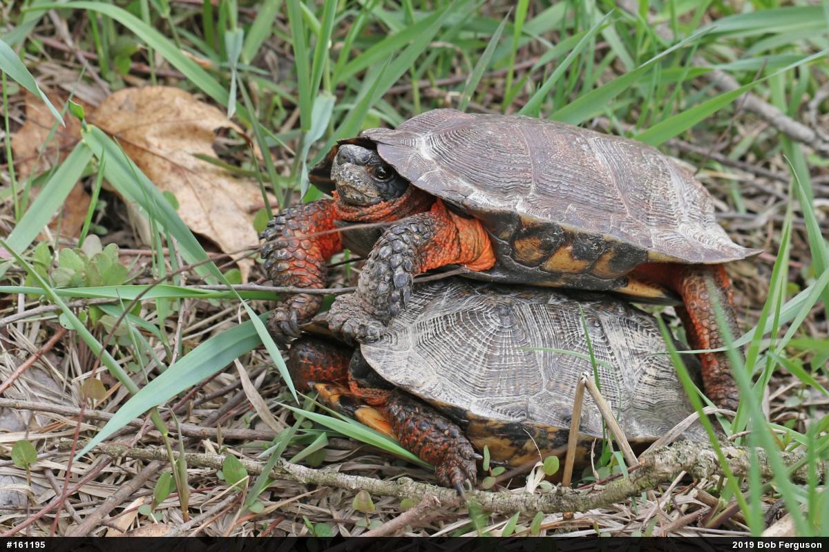 Wood Turtle