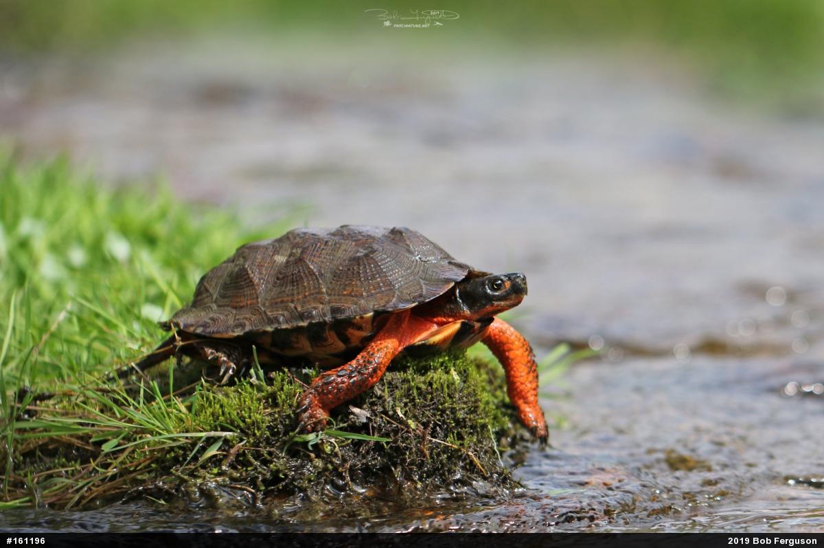 Wood Turtle