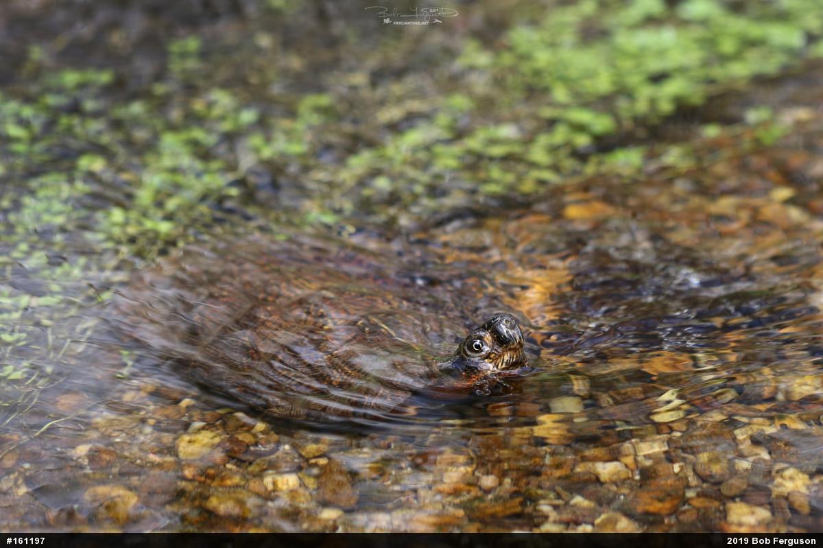 Wood Turtle