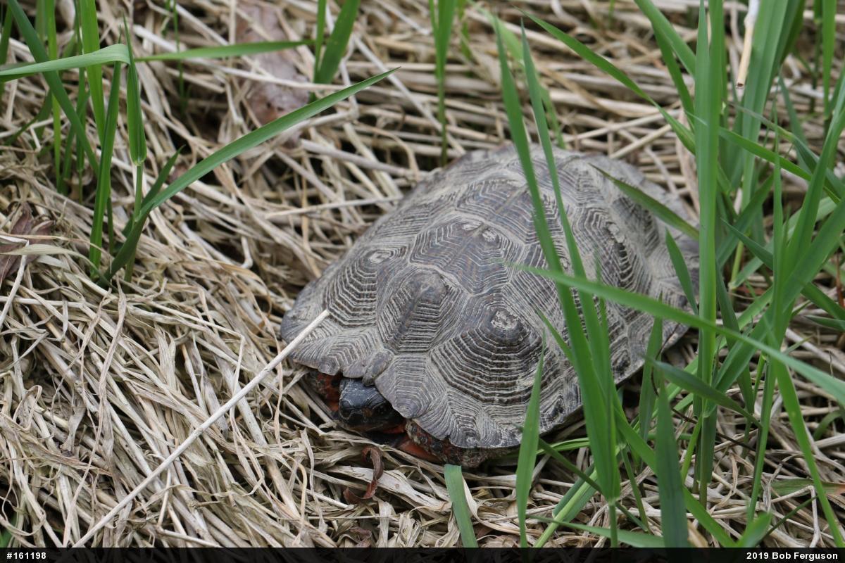 Wood Turtle