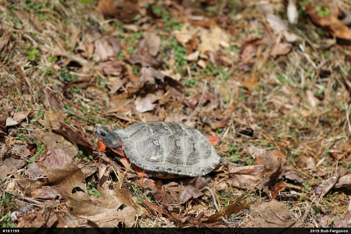 Wood Turtle