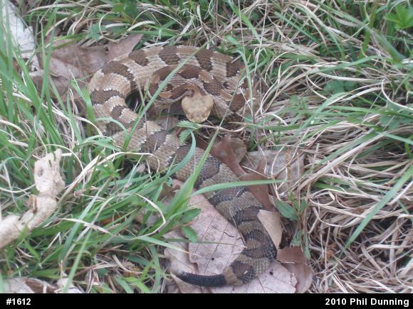 Timber Rattlesnake