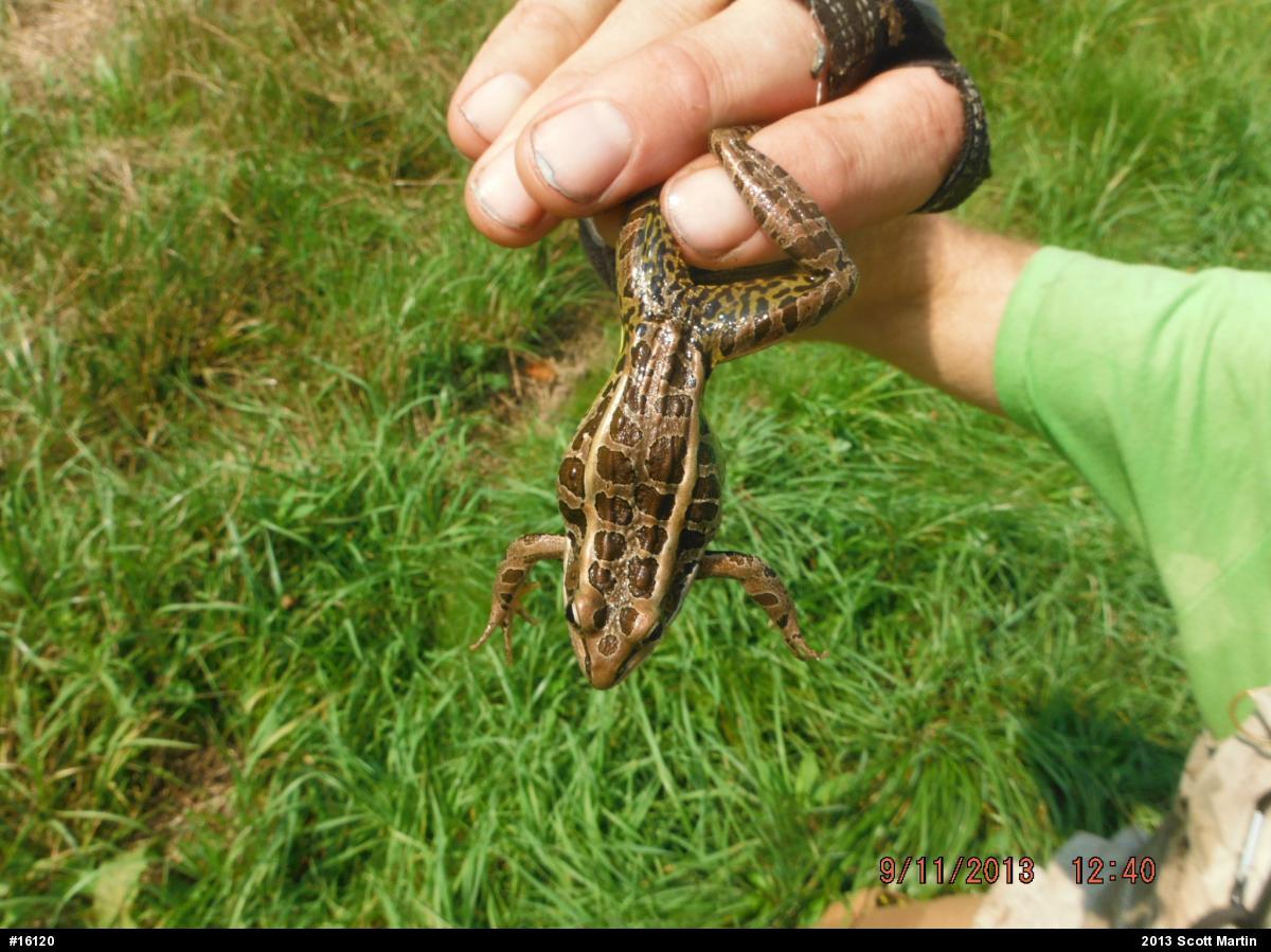 Pickerel Frog