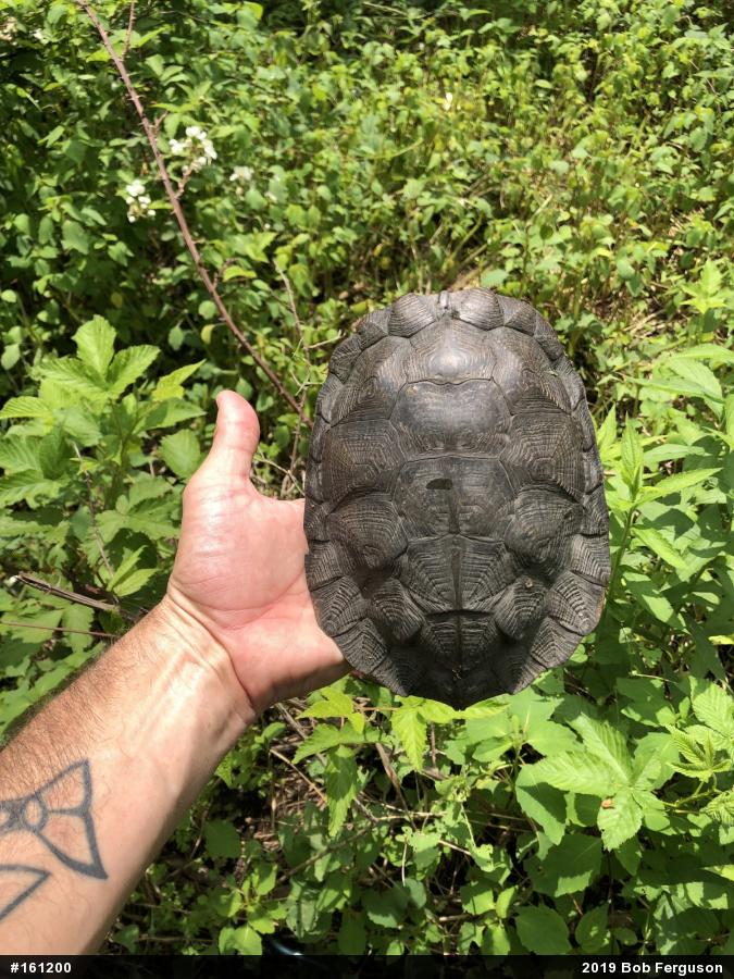 Wood Turtle