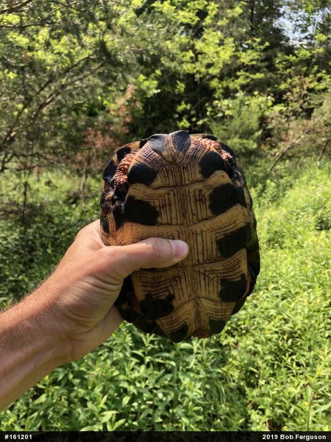 Wood Turtle