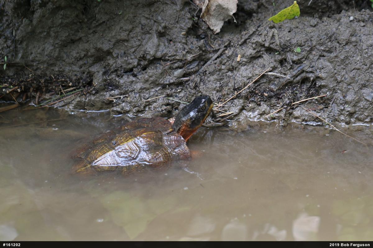 Wood Turtle