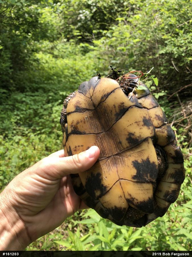 Wood Turtle