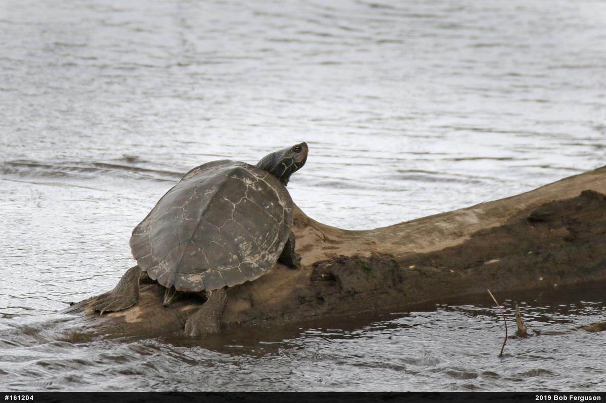 Northern Map Turtle