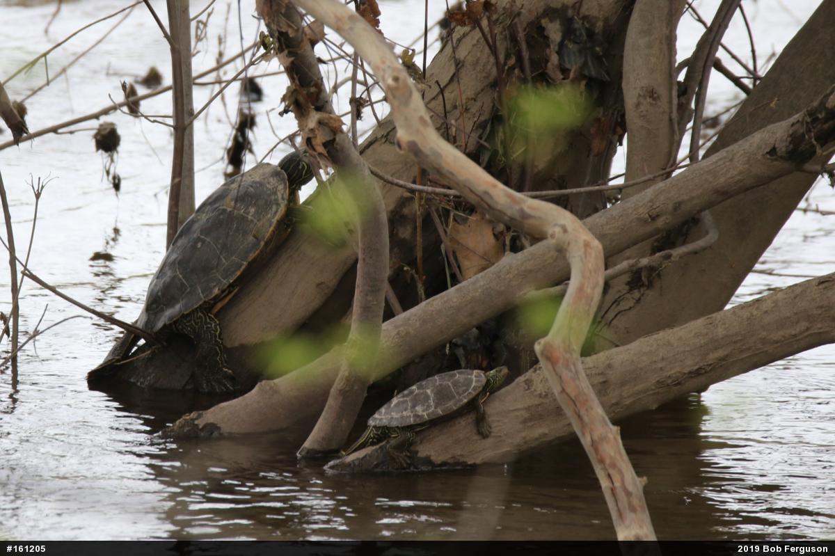 Northern Map Turtle