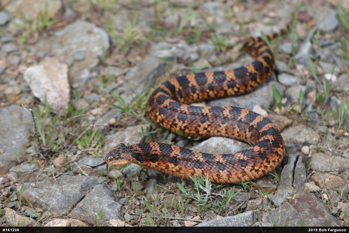 Eastern Hog-nosed Snake