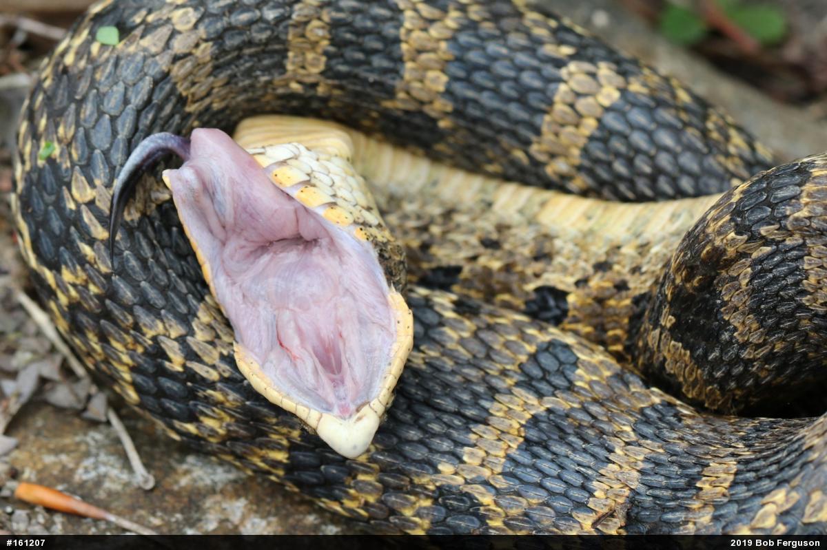 Eastern Hog-nosed Snake