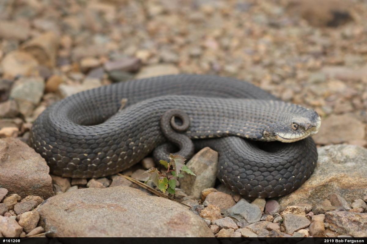 Eastern Hog-nosed Snake