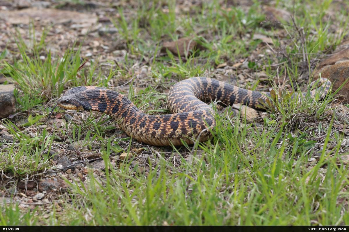 Eastern Hog-nosed Snake