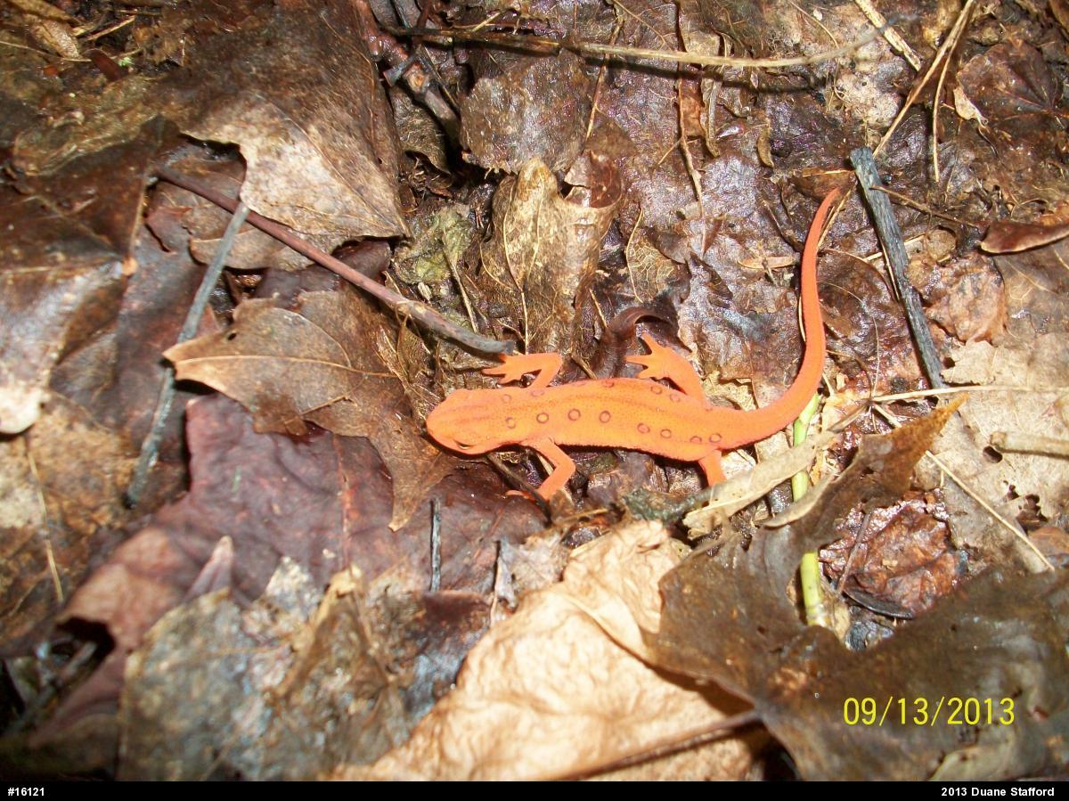 Red-spotted Newt