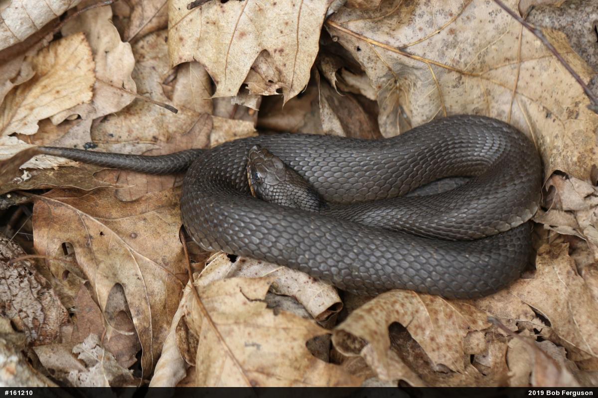 Eastern Hog-nosed Snake
