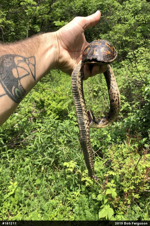 Eastern Hog-nosed Snake