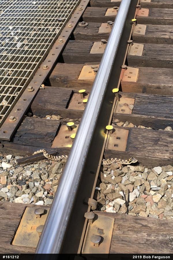 Eastern Hog-nosed Snake