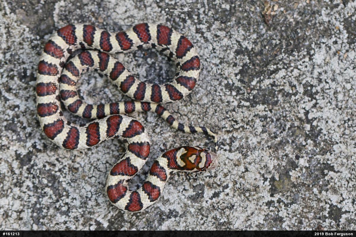 Eastern Milksnake