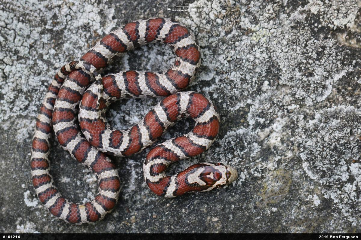 Eastern Milksnake