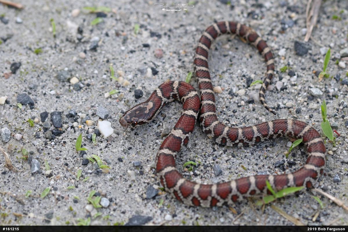 Eastern Milksnake