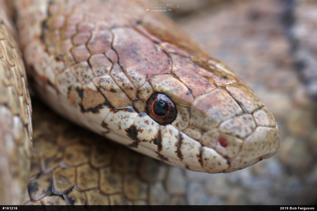 Eastern Milksnake