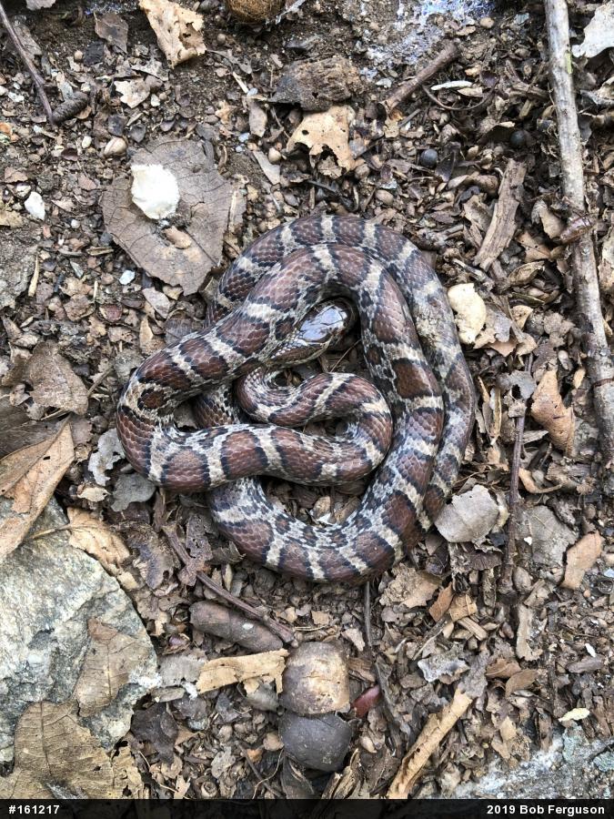 Eastern Milksnake