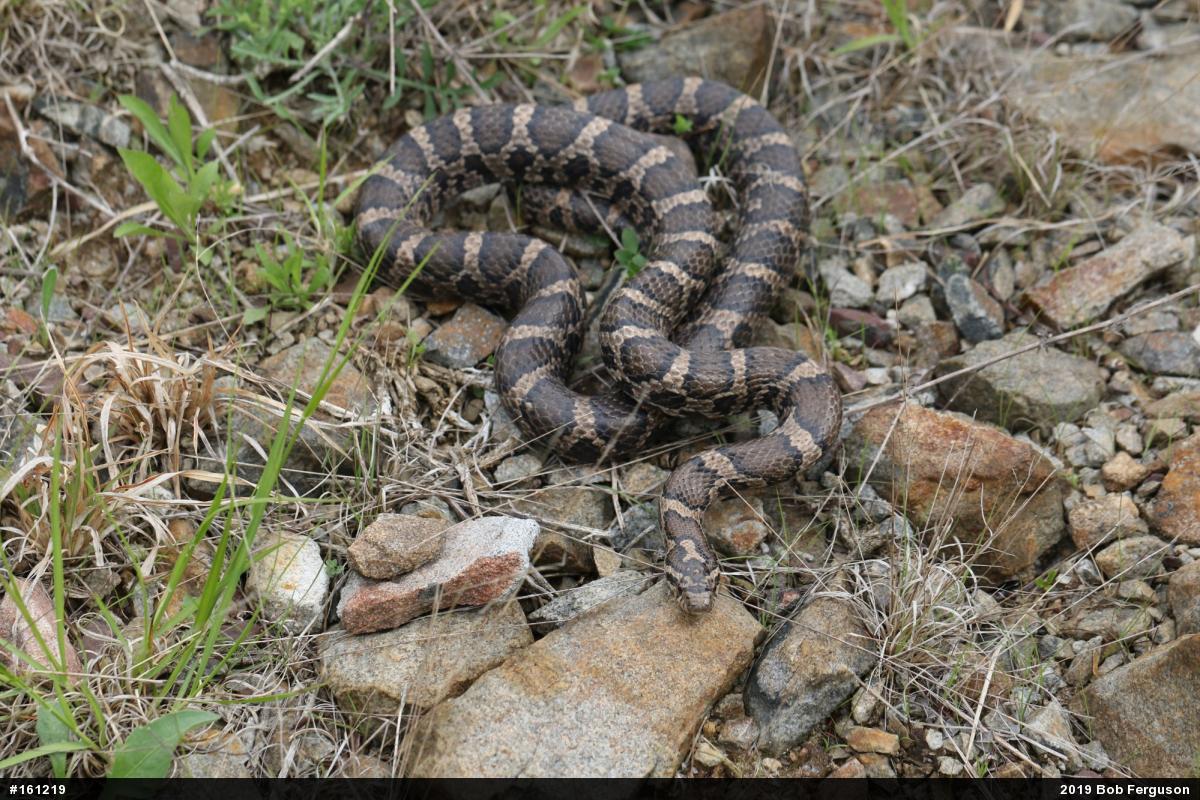 Eastern Milksnake