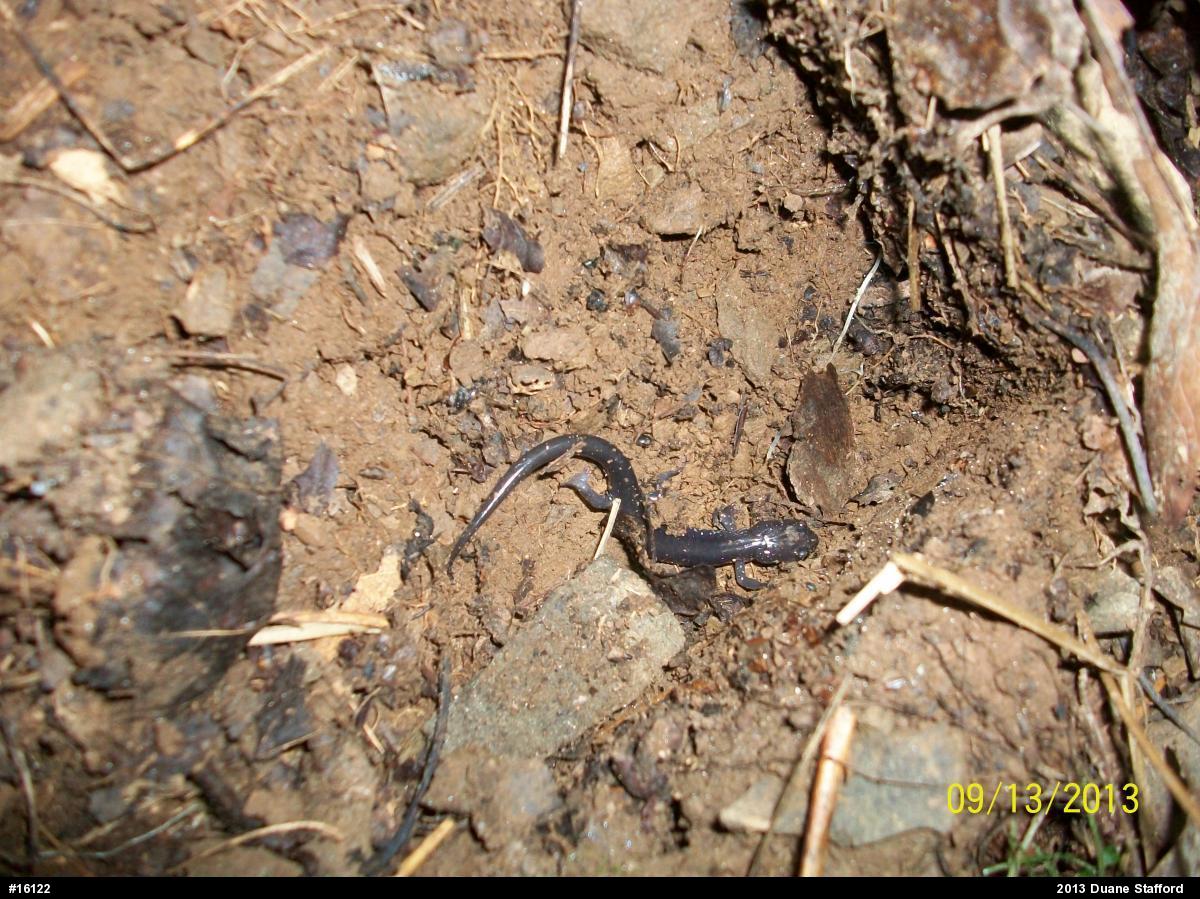 Wehrle's Salamander