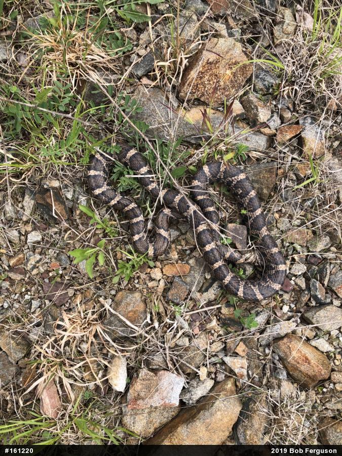 Eastern Milksnake
