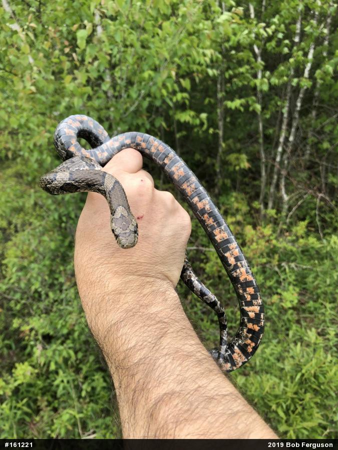Eastern Milksnake