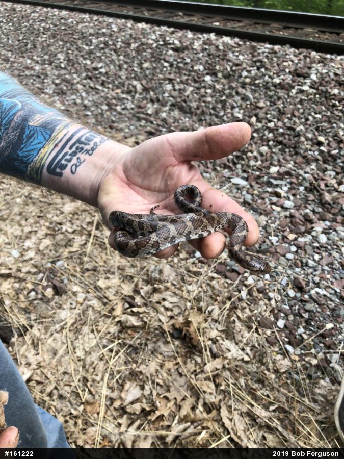 Eastern Milksnake