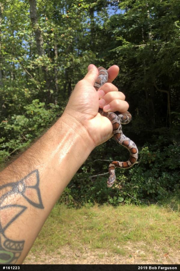 Eastern Milksnake